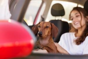Pet Transportation Service