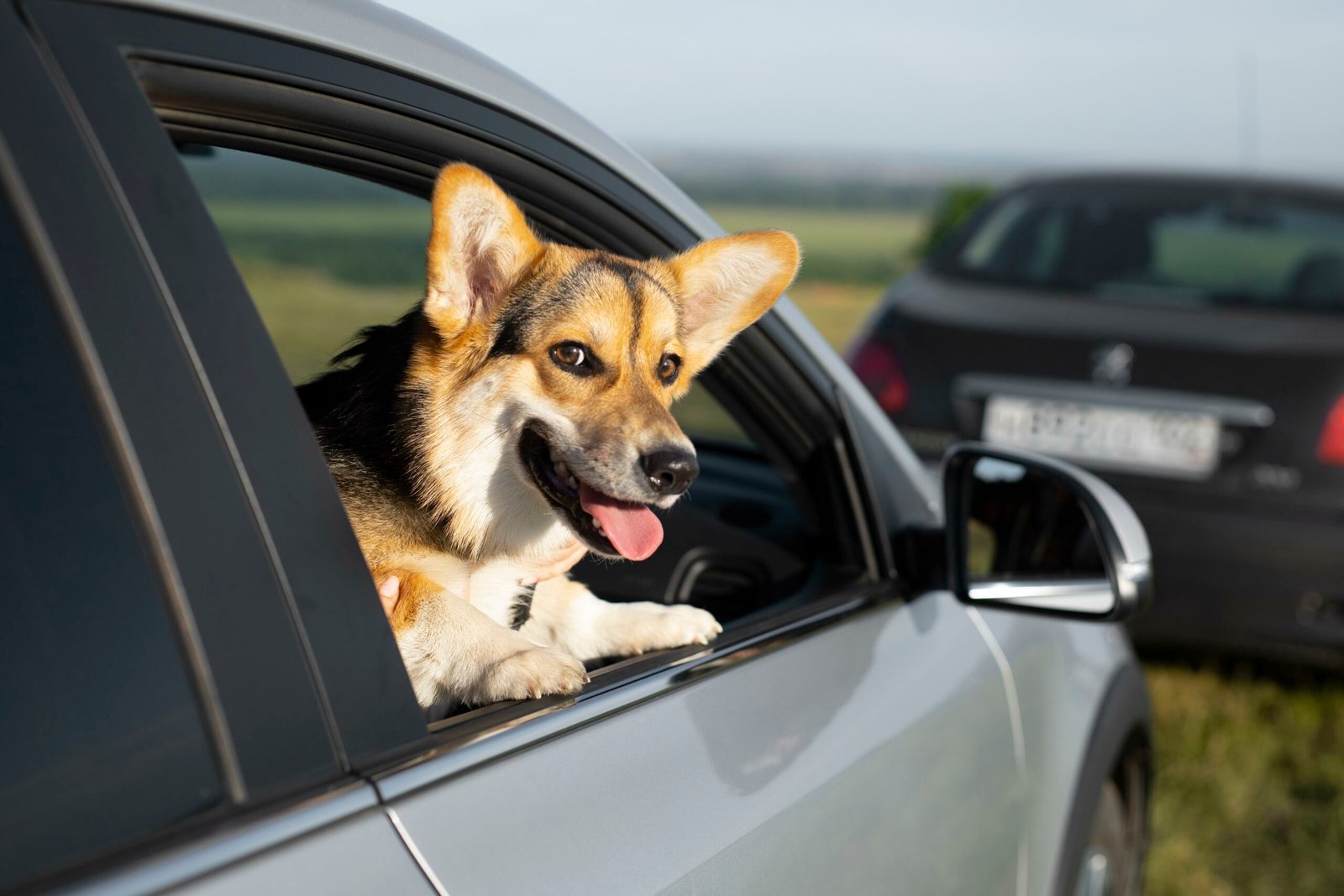 Pet Transportation Service