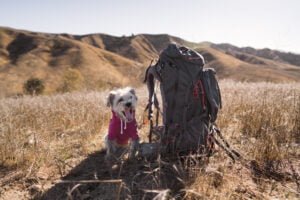 Guide to Pet Breeds Travel Advice Safety Protocols