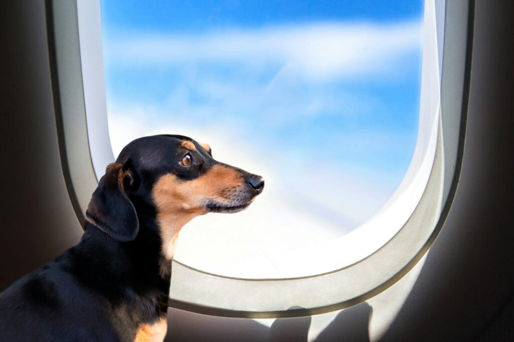 Travelling with pet. Cute dachshund​ dog near window in airplane
