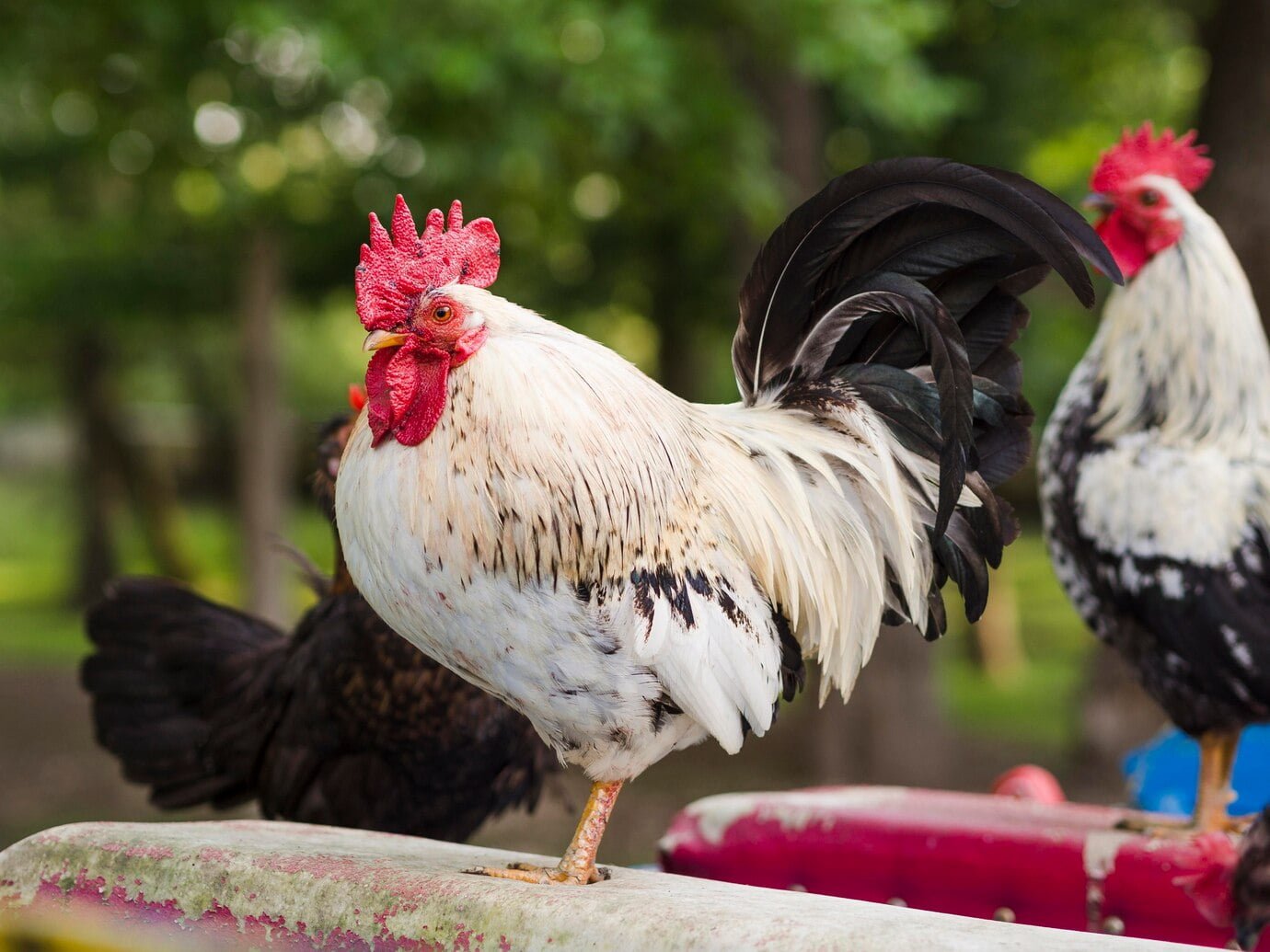 Customised Chicken Transport Services