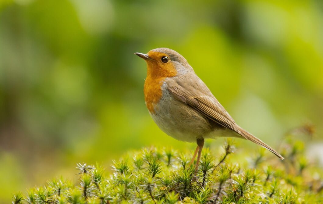 Safe Bird Travel With Flight Harnesses and Other Specific Pet Solutions