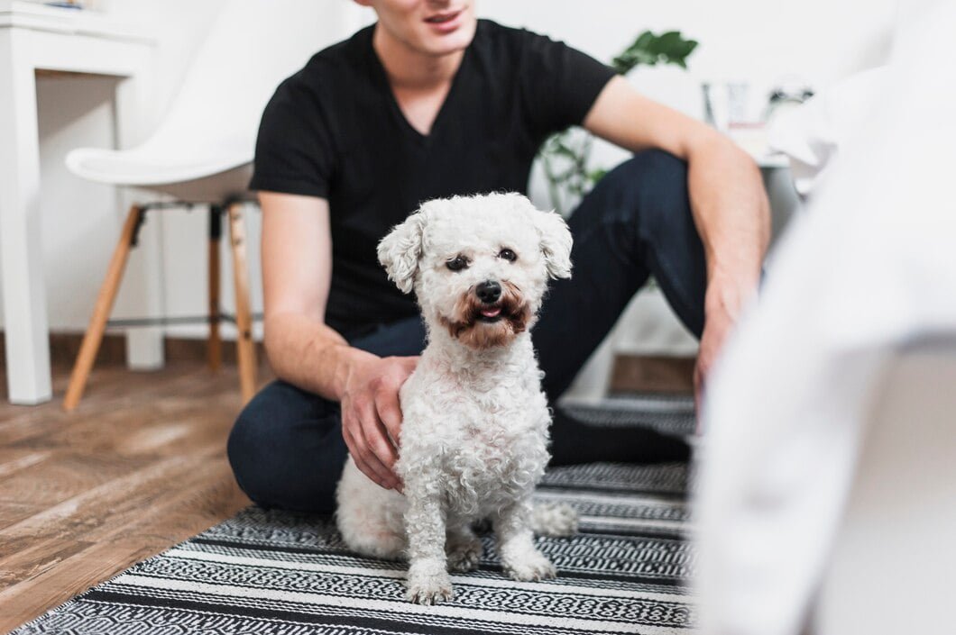 Top 10 Pet Moving Services in the UK for 2024: Ensuring Safe Journeys for Your Pets