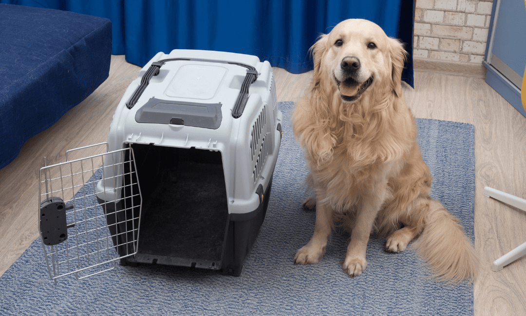 Top 10 best pet transportation services in London 2024
