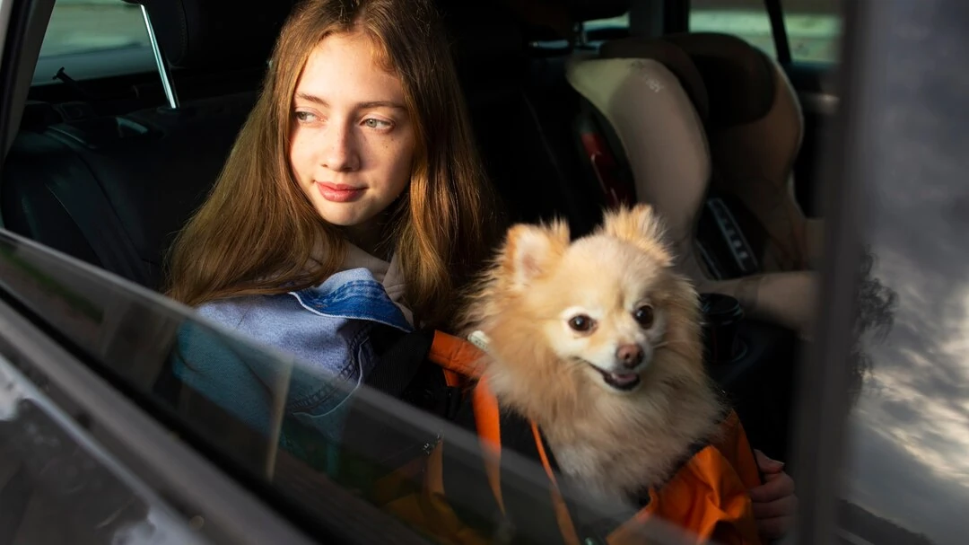 Pet Adoption Transport​