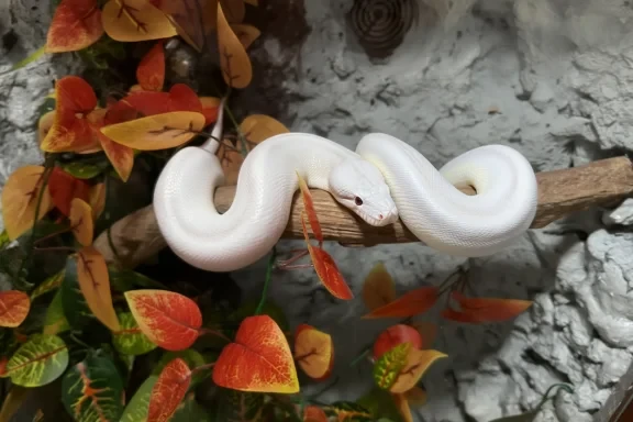 How Pets Let’s Travel Safely Relocated a Snow Corn Snake from the UK to Germany