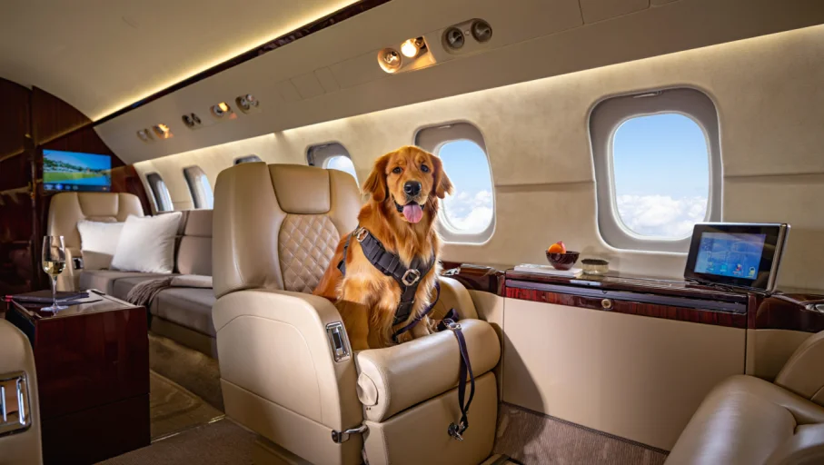 Private Jet Pet Transport Coordination