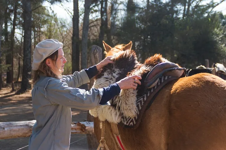 Alpaca Relocation Services From the UK to Dubai