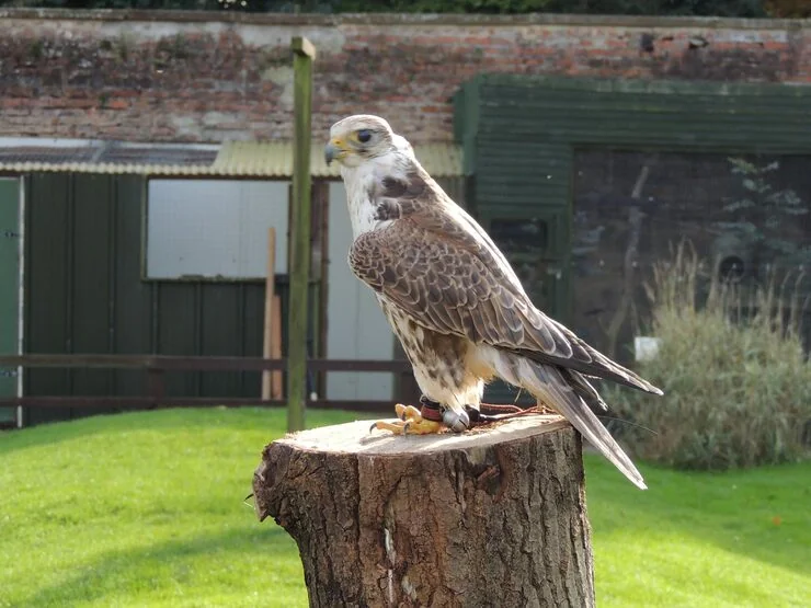 Customs Clearance and Arrival Handling in Saudi Arabia