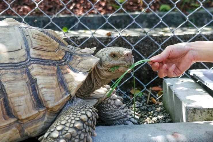 Ground Collection and Departure Handling