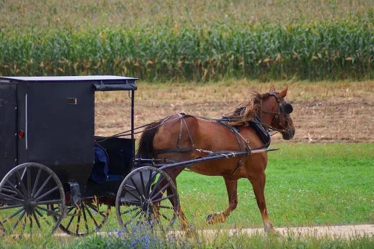 International Mini Horse Transport