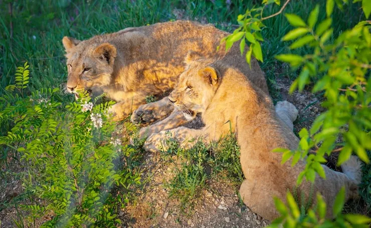 Two lions resting in greenery.