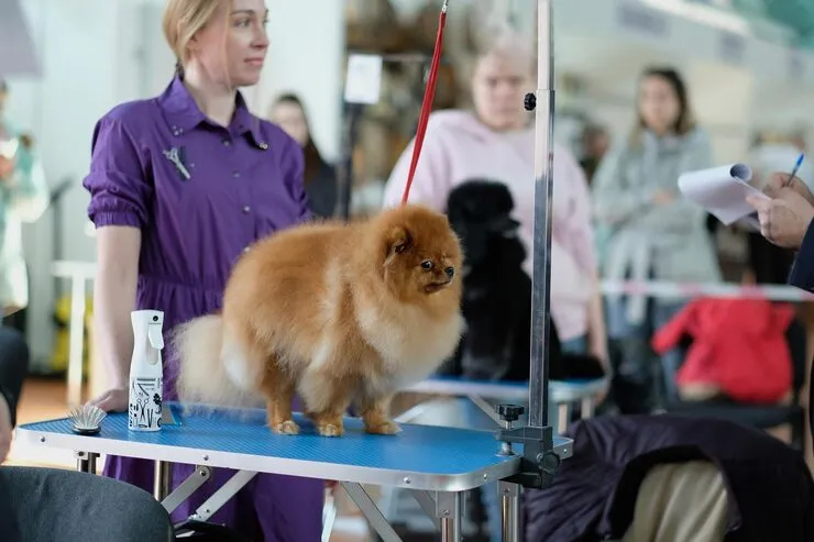 Pet Collection and Delivery (Door-to-Door Service)