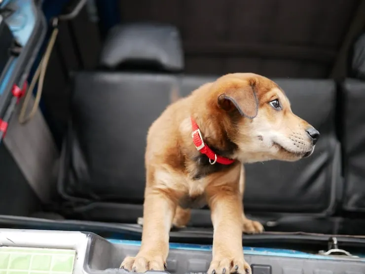 Pet Relocation Services From Edinburgh to Accra