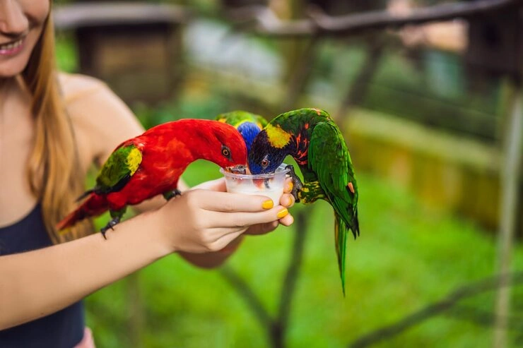 Rare Macaw Transport Services From the UK to Qatar