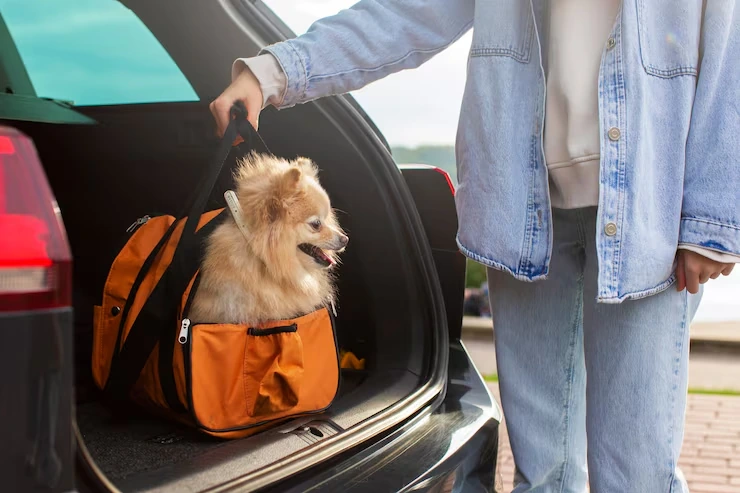 Reliable Pet Transfer Service in Belfast