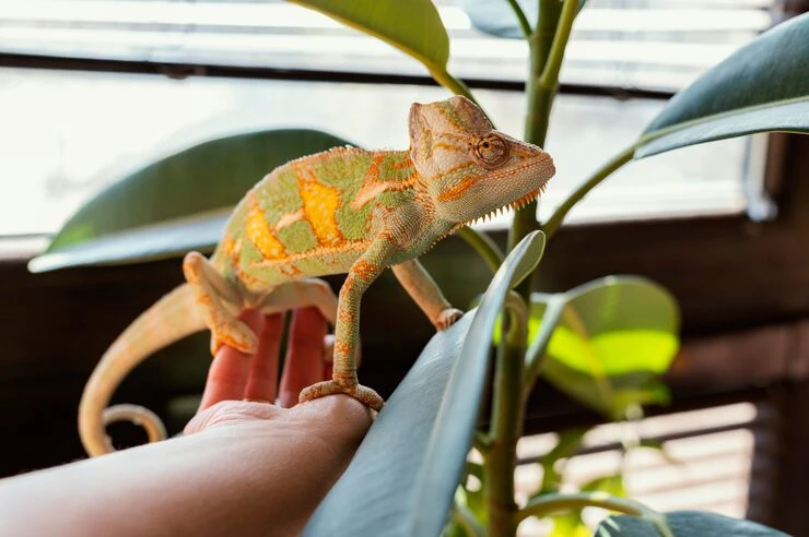 Veterinary Checks and Health Certification for reptiles