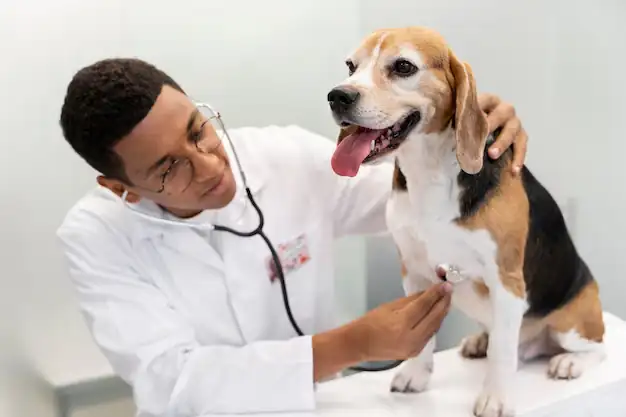 Veterinary Compliance and Pre-Travel Requirement