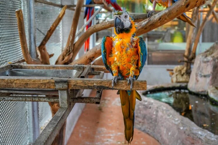 Veterinary Supervision and Health Management