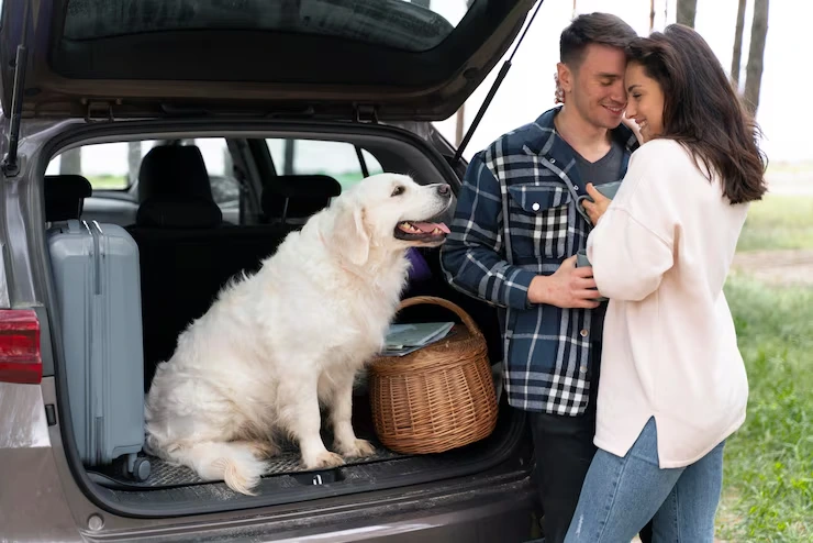 Why Choose Pets Lets Travel for Pet Transport from the UK to Croatia