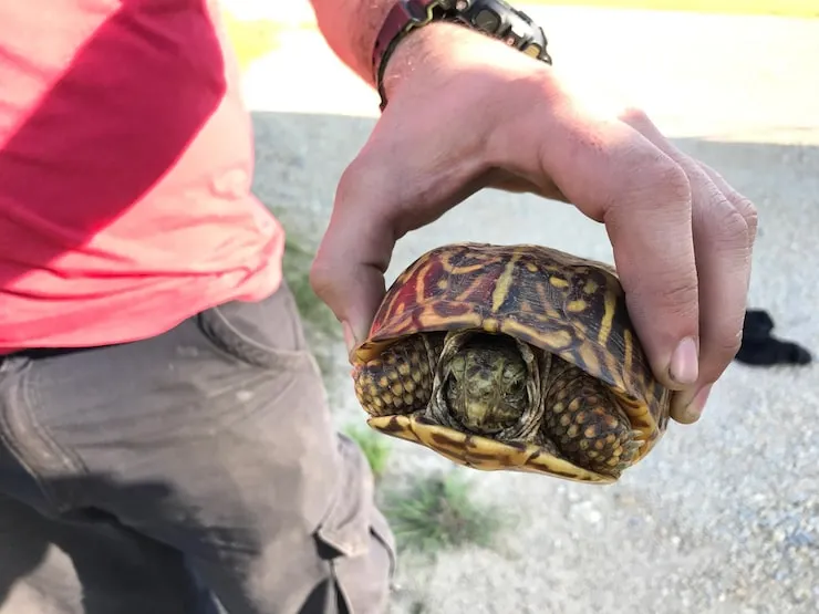Airline Booking & Reptile-Specific Cargo Coordination