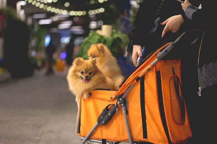 Airport Handling & Pet Check-In Assistance