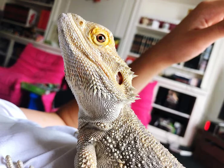 Border Coordination and Route Management