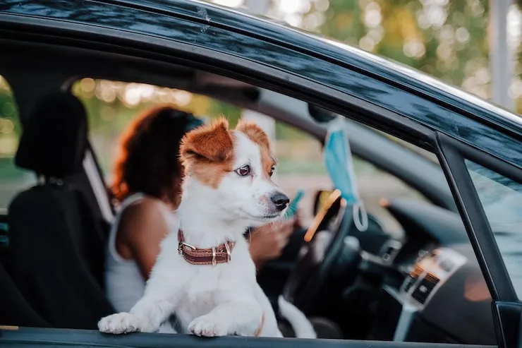 Chauffeur Service For Pets UK