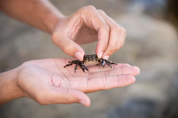 Domestic Tarantula Relocation UK Transfers