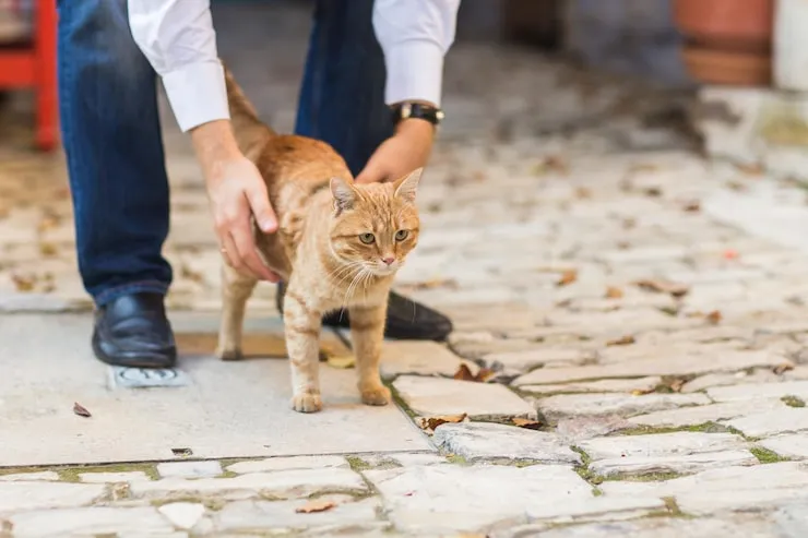 Door To Door Cat Relocation Services in Dubai