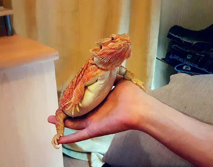 Door-to-Door Reptile Collection and Delivery