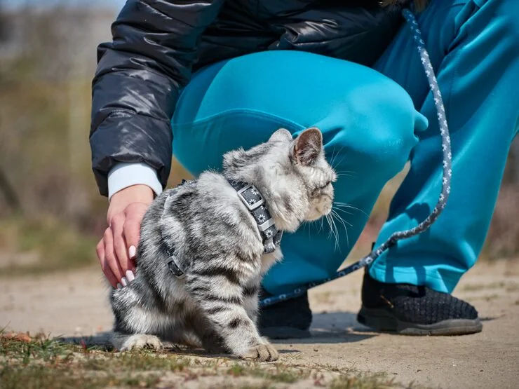 Dubai Import and Export Documentation Management