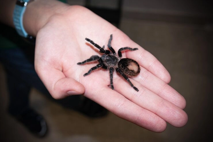 Emergency Tarantula Removal from Properties