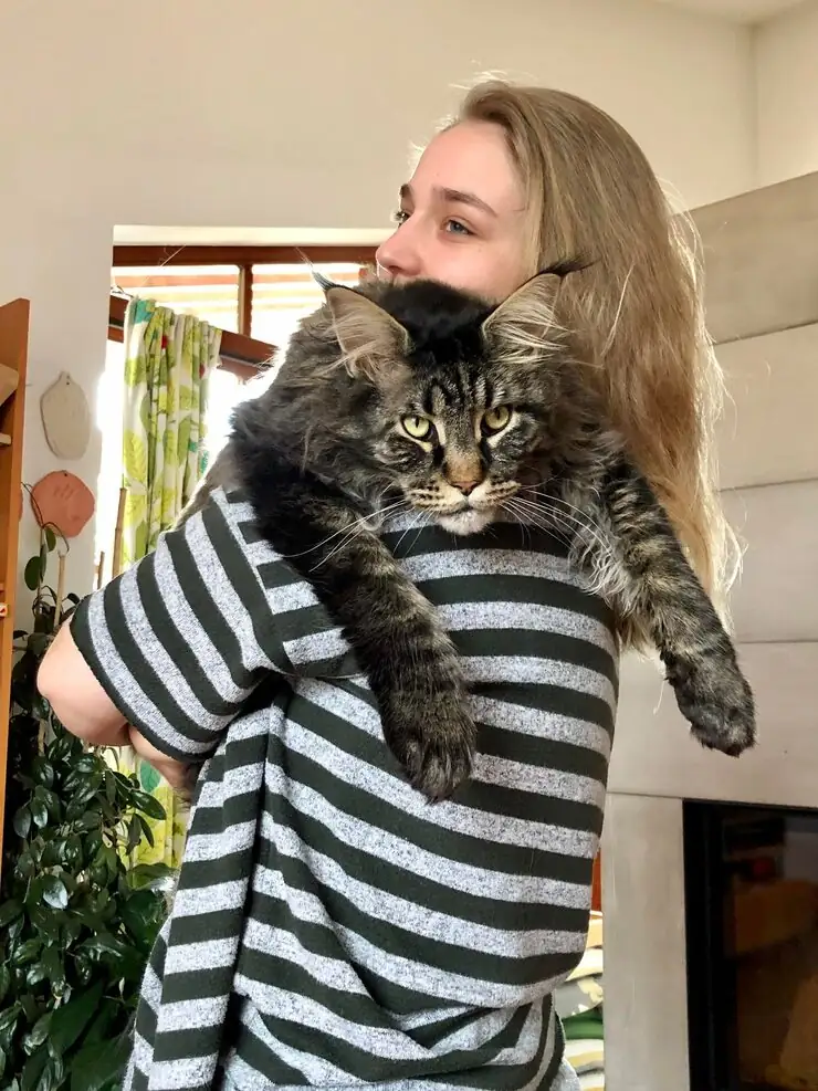 Executive Domestic Pet Courier Services in London