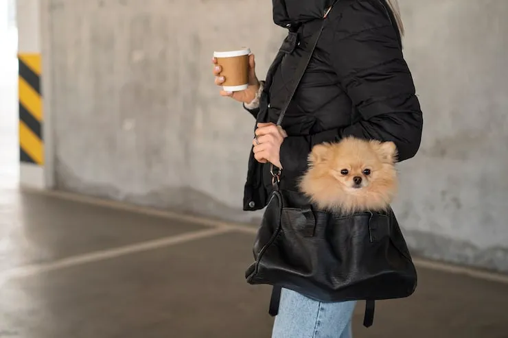 Ground Transport in Seoul