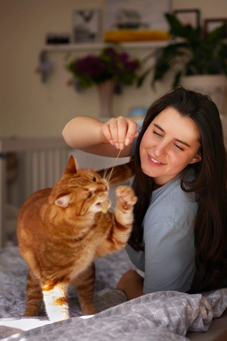 IATA Compliant Cat Travel Crate Preparation