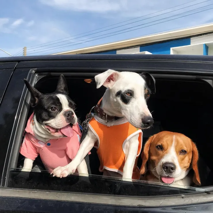 IATA-Compliant Travel Crate Planning