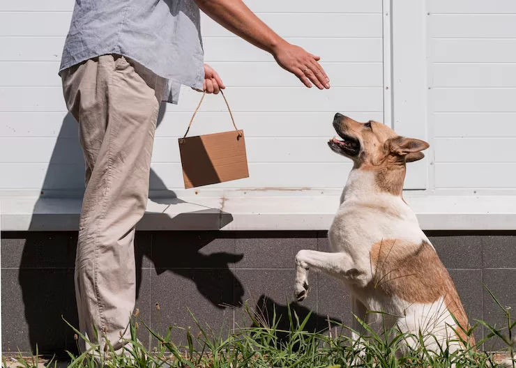 IATA-Compliant Travel Crate Preparation