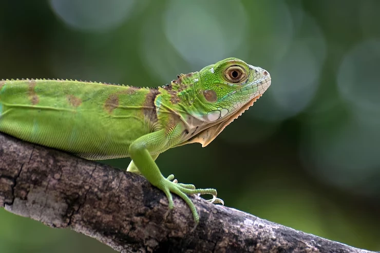 Iguana Courier Services From the UK to the USA