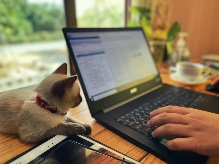 International Pet Relocation Assistance