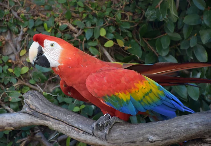 Macaw Relocation Services From the UK to Saudi Arabia