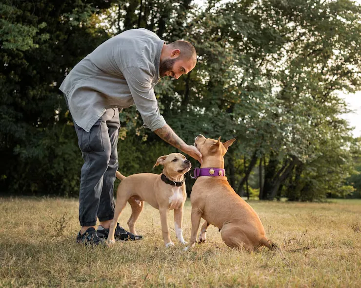 Microchip Verification and Compliance Review