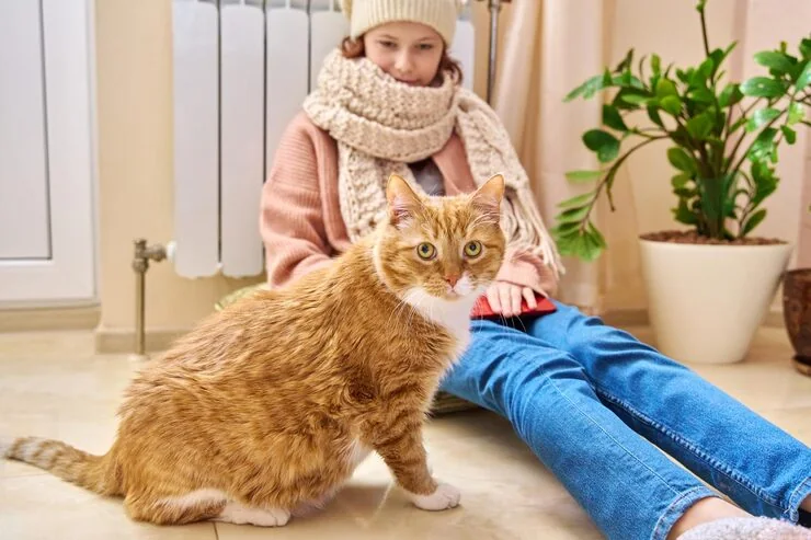 Military Family Cat Relocation UK Services