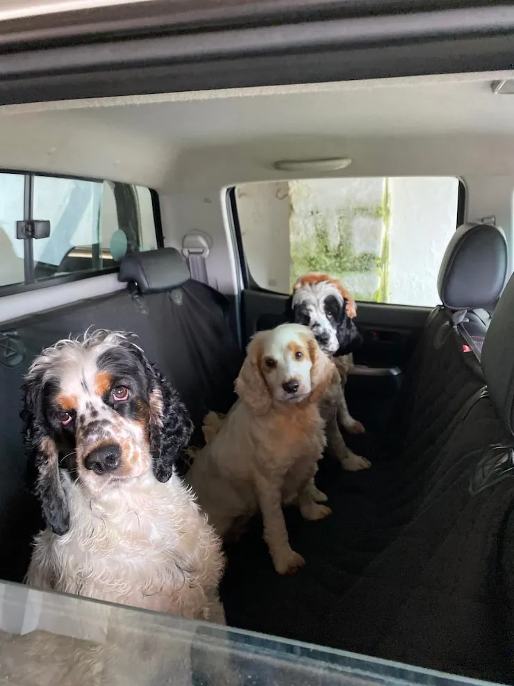 Multi-Pet Transport for UK Families
