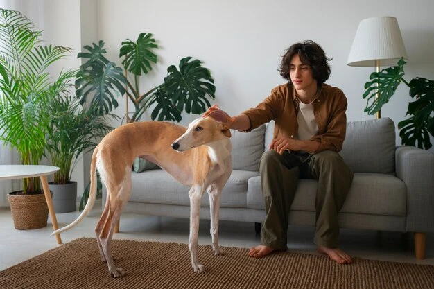 Osaka Arrival Support and Import Procedures