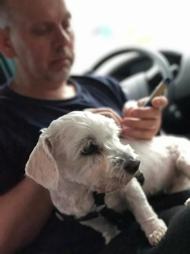 Pet Airport Transfers UK Wide​