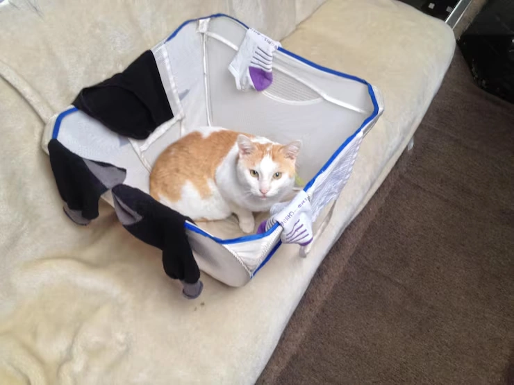 Pet Boarding and Temporary Housing During Moves