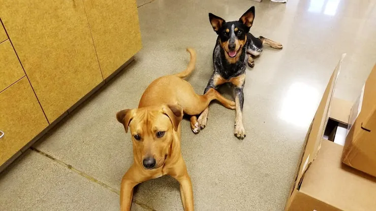 Pet Relocation Services From Liverpool to Adelaide