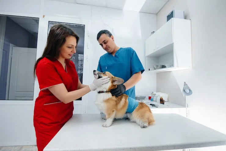 Pet Relocation Services From Thailand to the UK