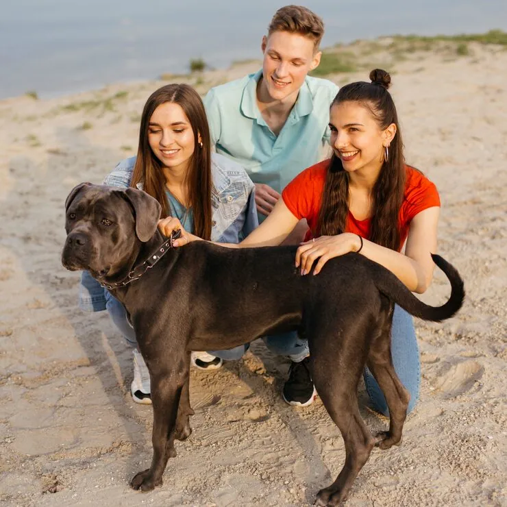 Pet Relocation Services From the UK to Canberra